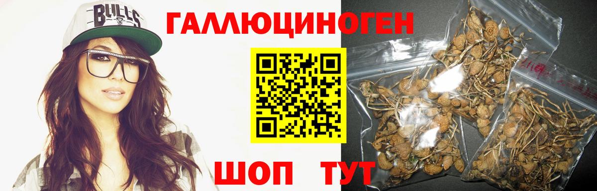 Псилоцибиновые грибы Psilocybine cubensis Курчатов
